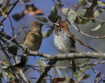 Scaly-breasted Munia