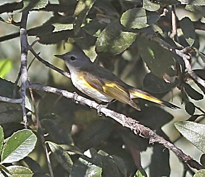 American Redstart