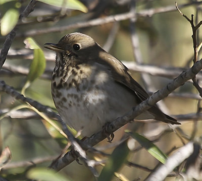 Hermit Thrush
