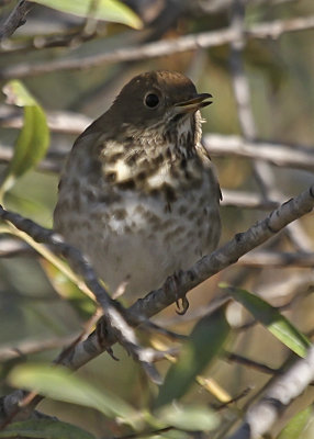 Hermit Thrush
