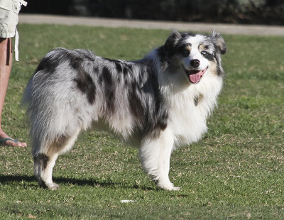 Australian Shepherd
