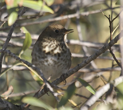 Hermit Thrush