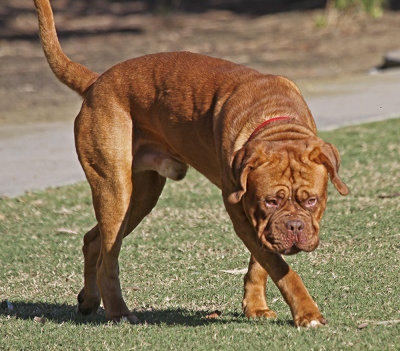 Dogue de Bordeaux