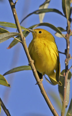 Yellow Warbler