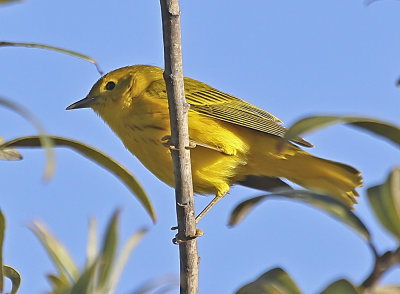 Yellow Warbler