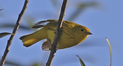 Yellow Warbler