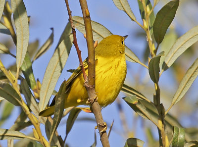 Yellow Warbler