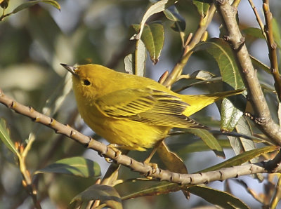 Yellow Warbler