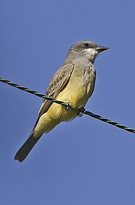 Cassin's Kingbird