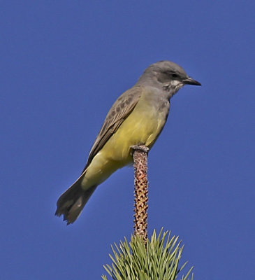 Cassin's Kingbird