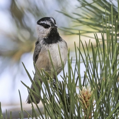 Mountain Chickadee