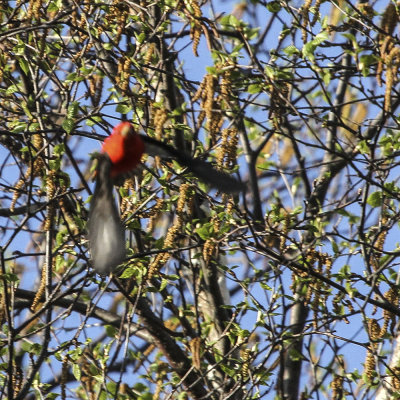 Scarlet Tanager