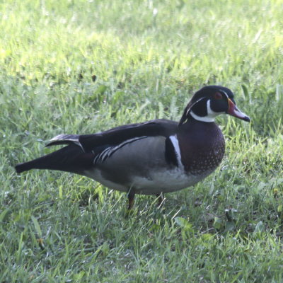 Woos Duck