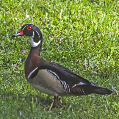 Wood Duck