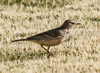 American Pipit