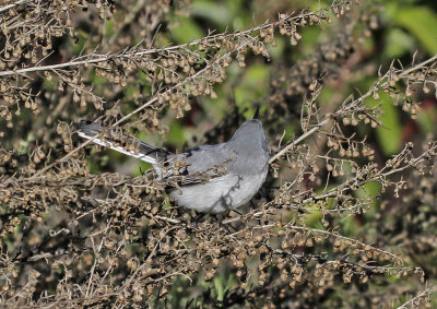 Blue-gray Gnatcatcher 