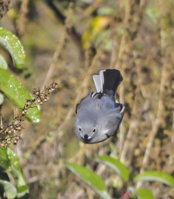 Blue-gray Gnatcatcher 