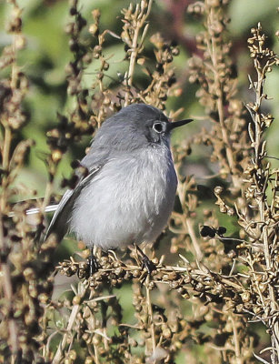 Blue-gray Gnatcatcher 
