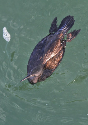 Double-crested Cormorant