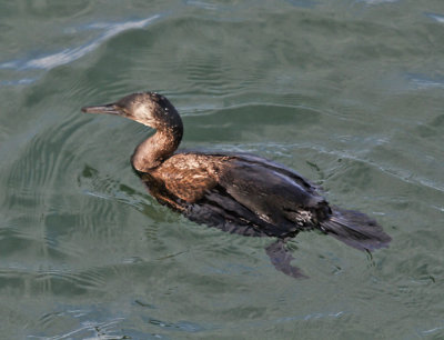 Double-crested Cormorant