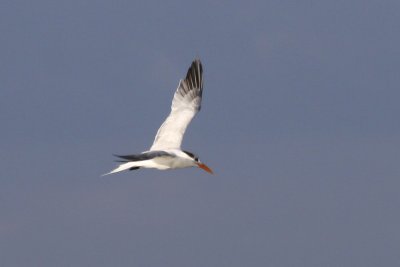 Royal Tern