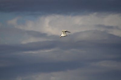 Royal Tern