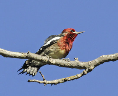 Red-brested Sapsucker 