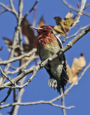 Red-brested Sapsucker 