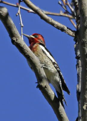 Red-brested Sapsucker 