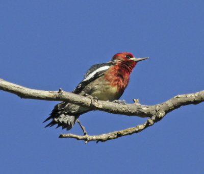 Red-brested Sapsucker 