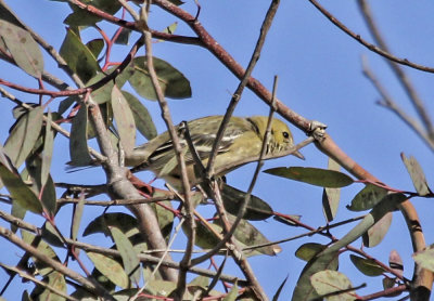 Bay-brested Warbler