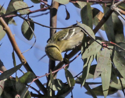 Bay-brested Warbler