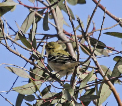 Bay-brested Warbler
