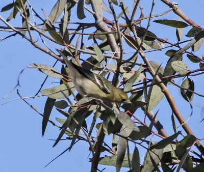 Bay-brested Warbler