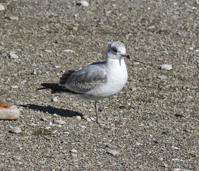 Thayers Gull