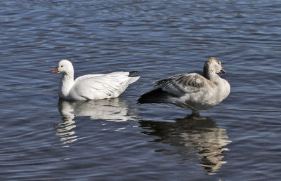 Snow Goose