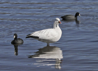 Ross's Goose