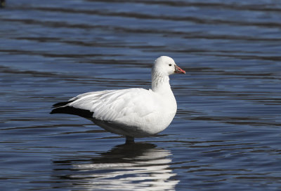 Ross's Goose