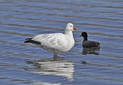 Ross's Goose