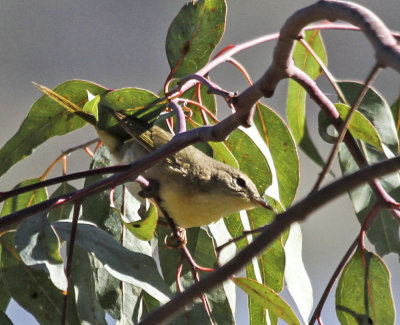 common yellowthroat (female)