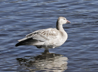 Lesser Snow Goose