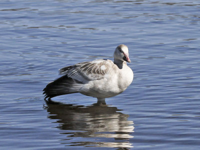 Lesser Snow Goose