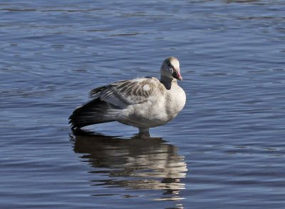 Lesser Snow Goose