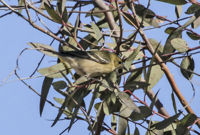 Prairie Warbler