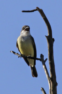 Thick-billed Kingbird