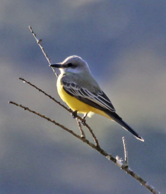 Tropical Kingbird