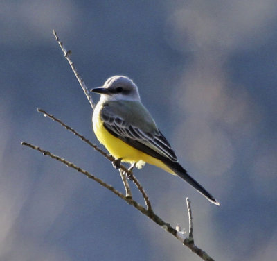 Tropical Kingbird