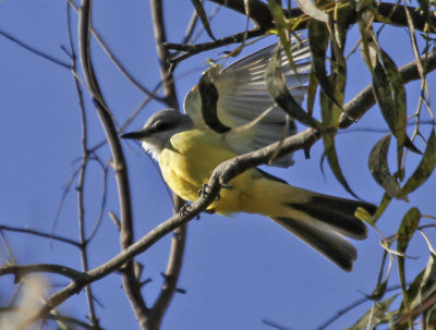Tropical Kingbird