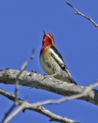 Red-breasted Sapsucker