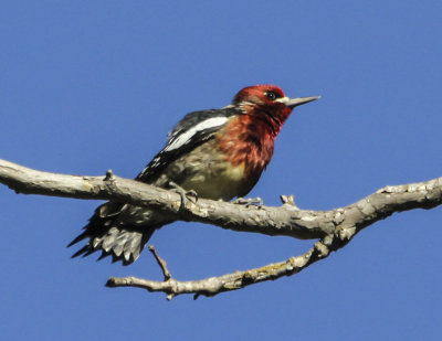 Red-breasted Sapsucker